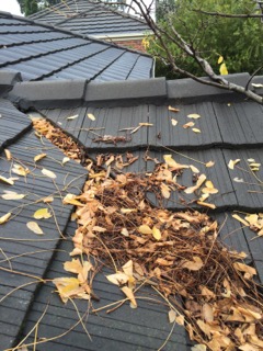 Gutters full with leaves and needing to be cleaned.